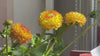 cáene desktop homepage video